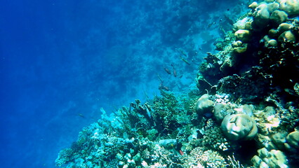 Wide shot of coral and reef inhabitants