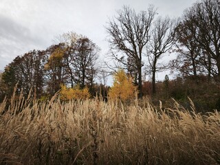 autumn nature in the european forest