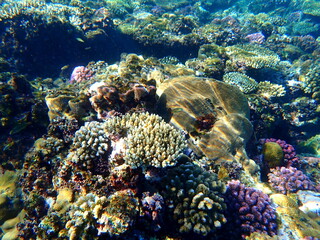 Wide shot of coral and reef inhabitants