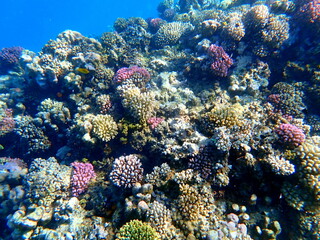 Wide shot of coral and reef inhabitants