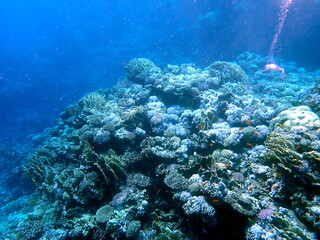 Wide shot of coral and reef inhabitants