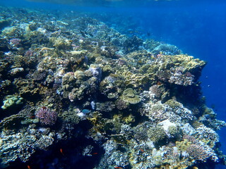 Wide shot of coral and reef inhabitants