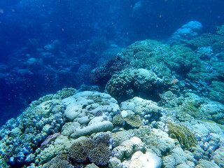 Wide shot of coral and reef inhabitants