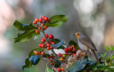 Strong winds and large waves create curious scenes with seagulls, cormorants, and gannets!