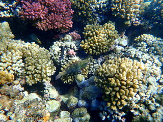 Wide shot of coral and reef inhabitants