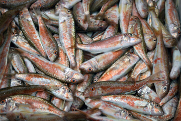 Fototapeta premium Fresh red mullets arranged together in a seafood stall.