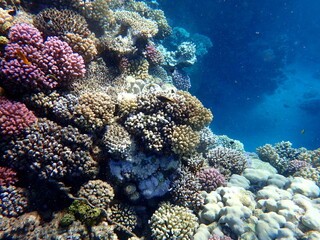 Wide shot of coral and reef inhabitants