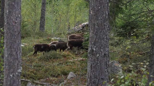 herd of mouflons moving in scandinavian forest 320