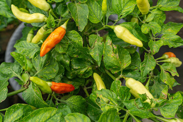 Red Chili Pepper Growing on Green Plant