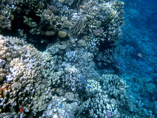 Wide shot of coral and reef inhabitants