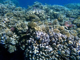 Wide shot of coral and reef inhabitants