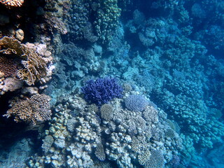 Wide shot of coral and reef inhabitants