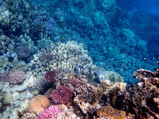 Wide shot of coral and reef inhabitants