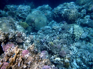 Wide shot of coral and reef inhabitants