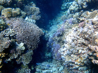 Wide shot of coral and reef inhabitants