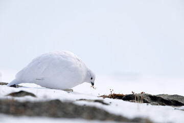 Rock ptarmigan feeding on alpine vegetation in snow