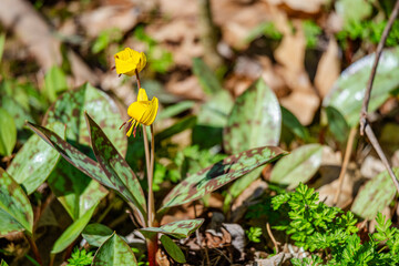 Trout lily flower in the city park 