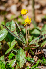 Trout lily flower in the city park 