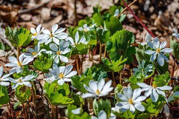 Bloodroot flowers in the city park 