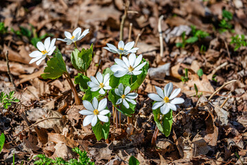 Bloodroot flowers in the city park 