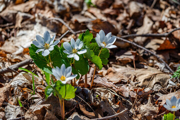 Bloodroot flowers in the city park 