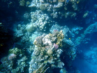 Wide shot of coral and reef inhabitants