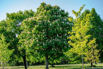 Horse Chestnut tree flowers in springtime