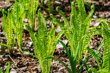 Fern in the city park  