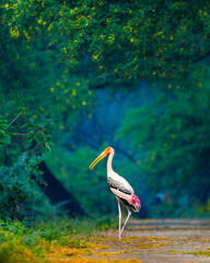 A Painted Stork strolls gracefully along a forest path at Keoladeo National Park, Bharatpur....