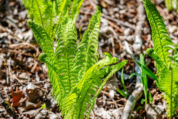 Fern in the city park  