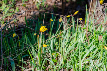 Tulipa sylvestris, the wild tulip or woodland tulip, is a Eurasian and North African species of wild tulip, a plant in the lily family.