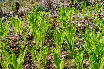Fern in the city park  