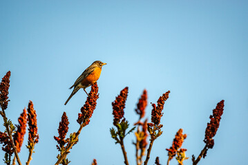 Robin on tree branch in the bleu sky background 