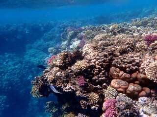 Wide shot of coral and reef inhabitants