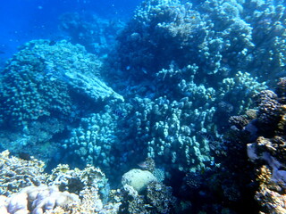 Wide shot of coral and reef inhabitants