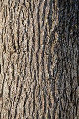 Tree Bark texture, close-up photo 