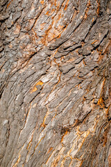 Tree Bark texture, close-up photo 