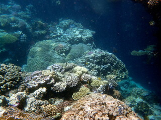 Wide shot of coral and reef inhabitants