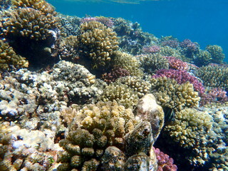 Wide shot of coral and reef inhabitants