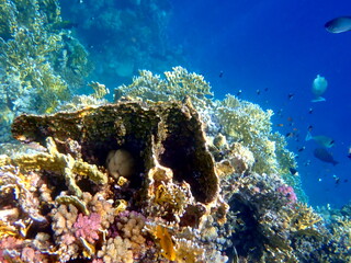 Wide shot of coral and reef inhabitants