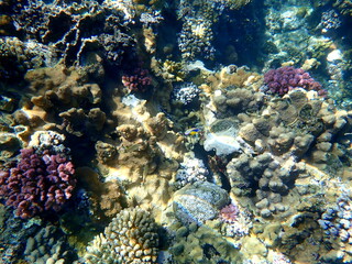 Wide shot of coral and reef inhabitants