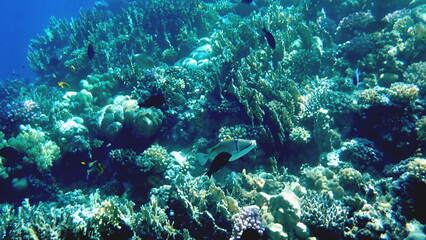 Wide shot of coral and reef inhabitants