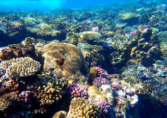 Wide shot of coral and reef inhabitants