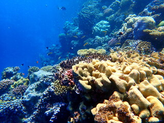 Wide shot of coral and reef inhabitants