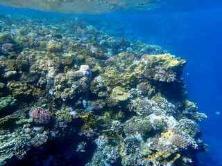 Wide shot of coral and reef inhabitants