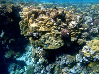 Wide shot of coral and reef inhabitants