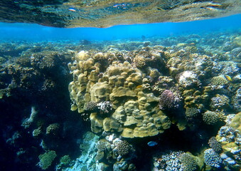 Wide shot of coral and reef inhabitants