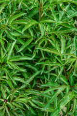 Lush Green Peony Leaves Full Frame