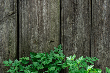 Weathered Gray Wood Planks Green Leaves