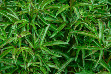 Natural Vibrant Foliage Abstract Background